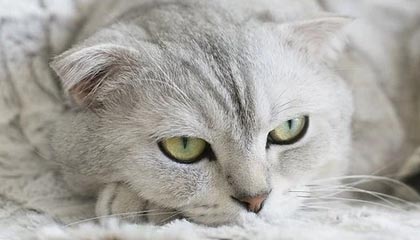 爱游戏智能体验-榜眼战！女足将士逐鹿赛场，胜负凭君决断，女足主将